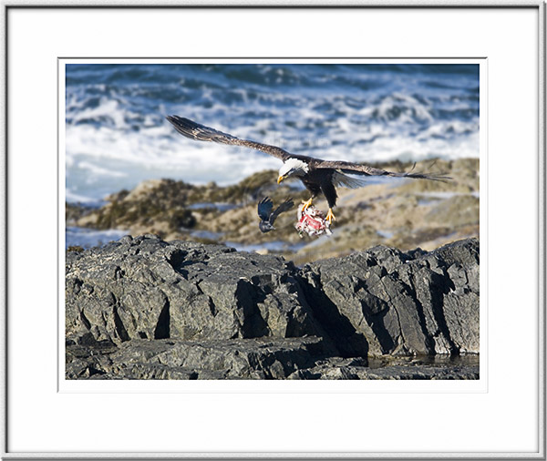 Image ID: 100-215-3 : Bald Eagle, Bold Crow 